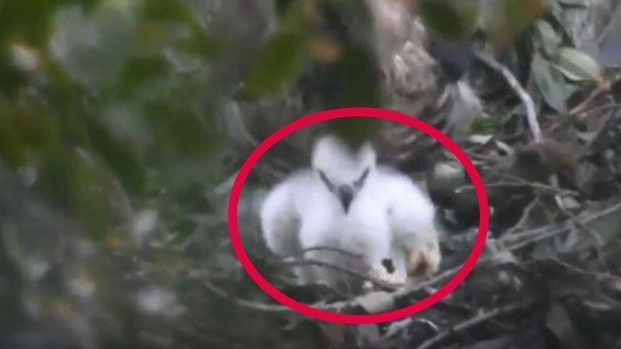 Bayi Elang Jawa Ditemukan Di Gunung Gede